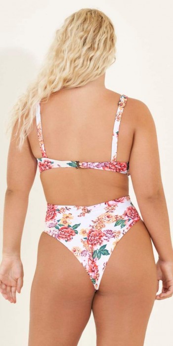 Carnation Sunshy multicolor Carnation Sunshy multicolor